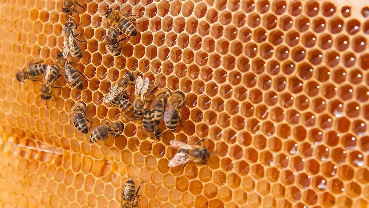 abeja foto senado de la republica_clipdrop-enhance